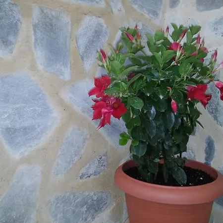 Maria And * Χαράκι